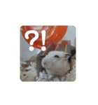 倉鼠♪（個別スタンプ：23）