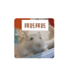 倉鼠♪（個別スタンプ：25）