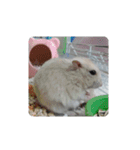 倉鼠♪（個別スタンプ：29）