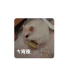 倉鼠♪（個別スタンプ：31）