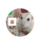 倉鼠♪（個別スタンプ：33）