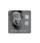 倉鼠♪（個別スタンプ：36）