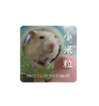 倉鼠♪（個別スタンプ：38）