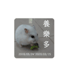 倉鼠♪（個別スタンプ：39）