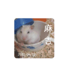 倉鼠♪（個別スタンプ：40）