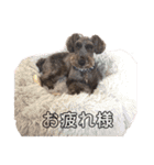 愛犬シュートくんのスタンプ☆第二弾（個別スタンプ：1）