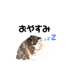 愛犬シュートくんのスタンプ☆第二弾（個別スタンプ：3）