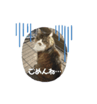 すずき家のふくちゃん（個別スタンプ：5）