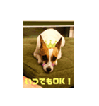 ジャックラッセル凛ちゃま4（個別スタンプ：2）