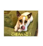 ジャックラッセル凛ちゃま4（個別スタンプ：3）