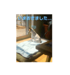 ジャックラッセル凛ちゃま4（個別スタンプ：4）