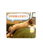 ジャックラッセル凛ちゃま4（個別スタンプ：5）