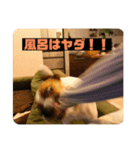 ジャックラッセル凛ちゃま4（個別スタンプ：6）