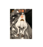 ジャックラッセル凛ちゃま4（個別スタンプ：7）