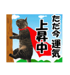 リアルキジトラ❤笑える猫写真6（個別スタンプ：6）