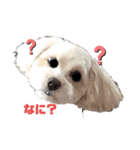 potemiの愛犬2（個別スタンプ：5）