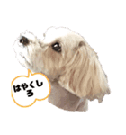 potemiの愛犬2（個別スタンプ：7）