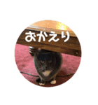 Cheddar2（個別スタンプ：1）