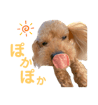 とこあんず（個別スタンプ：4）
