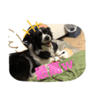 Jじぇい（個別スタンプ：2）