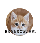 ミーちゃんの敬語（個別スタンプ：1）