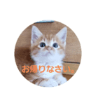 ミーちゃんの敬語（個別スタンプ：2）