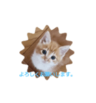 ミーちゃんの敬語（個別スタンプ：3）