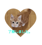 ミーちゃんの敬語（個別スタンプ：4）