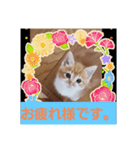 ミーちゃんの敬語（個別スタンプ：5）