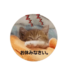 ミーちゃんの敬語（個別スタンプ：6）