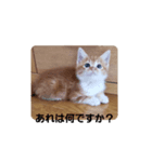 ミーちゃんの敬語（個別スタンプ：8）
