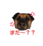 雑種ですが、何か？！（個別スタンプ：6）