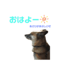 雑種ですが、何か？！（個別スタンプ：7）