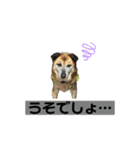 雑種ですが、何か？！（個別スタンプ：10）
