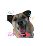 雑種ですが、何か？！（個別スタンプ：11）