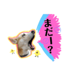 大好きペット！身内編（個別スタンプ：1）