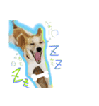大好きペット！身内編（個別スタンプ：3）