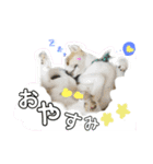 大好きペット！身内編（個別スタンプ：5）