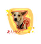 大好きペット！身内編（個別スタンプ：6）