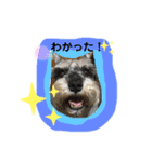大好きペット！身内編（個別スタンプ：7）