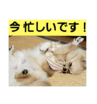 メイちゃん(2020.07)（個別スタンプ：7）