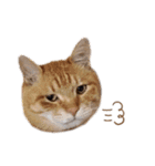 我が家のねこスタンプ☆（個別スタンプ：3）