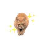 我が家のねこスタンプ☆（個別スタンプ：4）