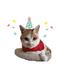 我が家のねこスタンプ☆（個別スタンプ：10）
