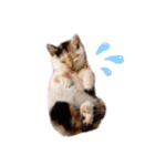 我が家のねこスタンプ☆（個別スタンプ：14）