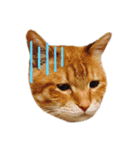 我が家のねこスタンプ☆（個別スタンプ：16）