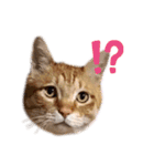 我が家のねこスタンプ☆（個別スタンプ：17）