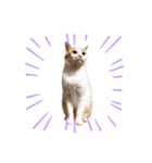 我が家のねこスタンプ☆（個別スタンプ：19）