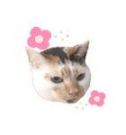 我が家のねこスタンプ☆（個別スタンプ：20）