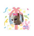 夏ちゃん動物園（個別スタンプ：1）